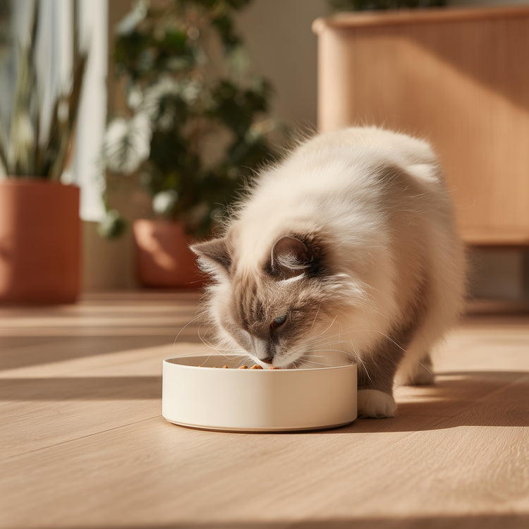 Fluffy Ragdoll cat eating from a cream ceramic bowl on a wooden floor in a sunlit home